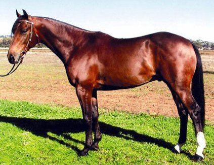 Australian Stock Horse Select Breeders Services Australian Stock Horse
