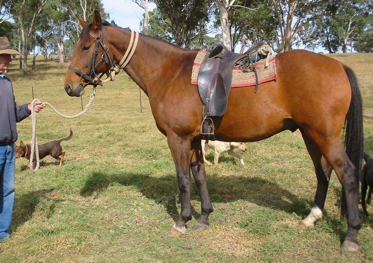 Australian Stock Saddle