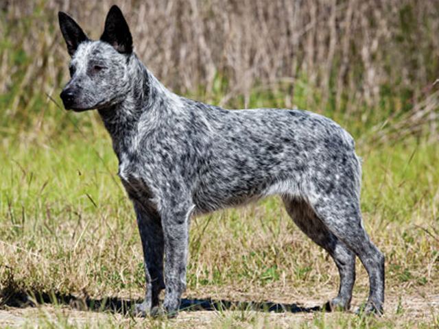 Australian Stumpy Tail Cattle Dog 1000 images about Australian Stumpy Tail Cattle Dog on Pinterest