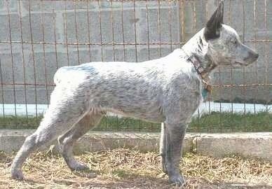 Australian Stumpy Tail Cattle Dog Stumpy Tail Cattle Dog Breed Information and Pictures