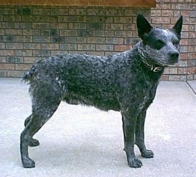 Australian Stumpy Tail Cattle Dog Stumpy Tail Cattle Dog Breed Information and Pictures