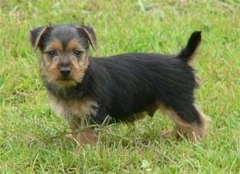 Australian Terrier Australian Terrier Dog Breed Information and Pictures