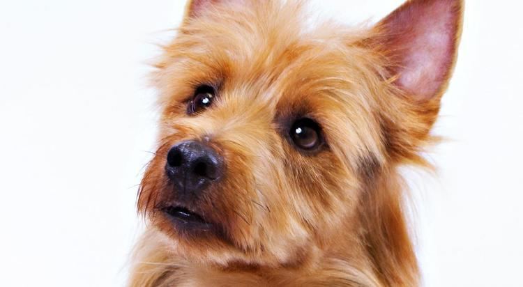 Australian Terrier Australian Terrier Dog Breed Information American Kennel Club