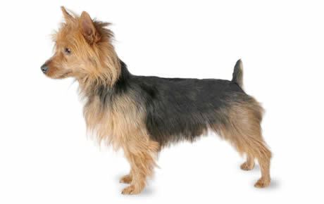 Australian Terrier Australian Terrier Dog Breed Information Pictures Characteristics