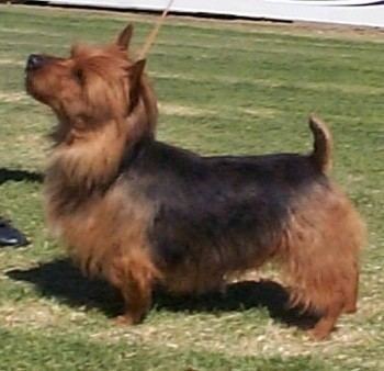 Australian Terrier Australian Terrier Dog Breed Information and Pictures