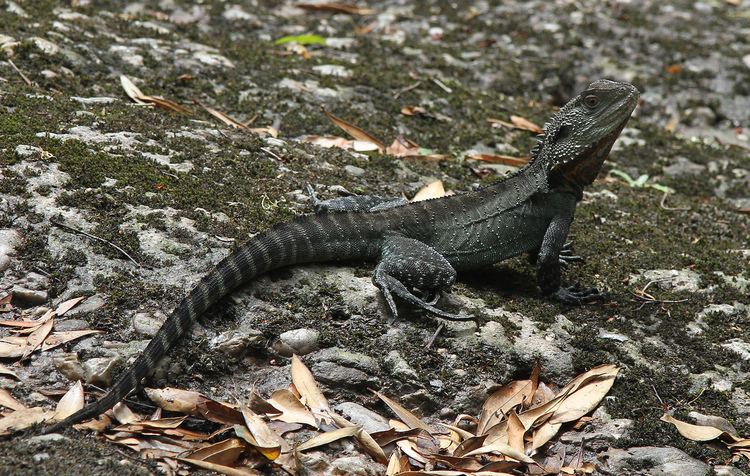 Australian water dragon httpsuploadwikimediaorgwikipediacommonsee