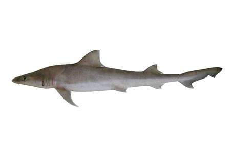 Australian weasel shark fishesofaustralianetauImagesImageHemigaleusCS