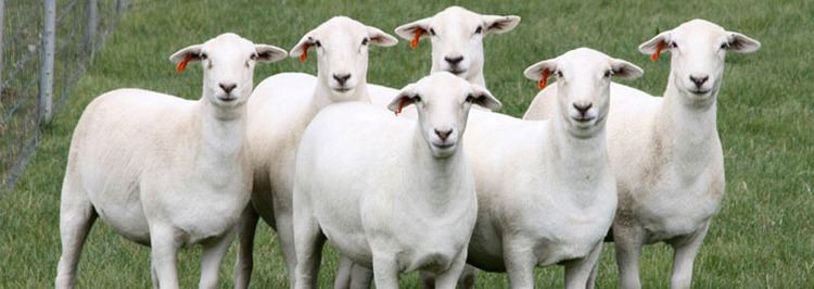 Australian White Australian White Sheep Breeders Association