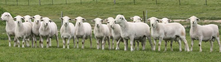 Australian White Tattykeel quality meat sheep breeding