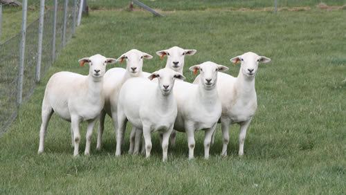Australian White Tattykeel quality meat sheep breeding