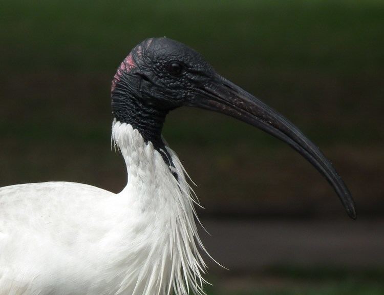 Australian white ibis Australian White Ibis photo and wallpaper All Australian White Ibis