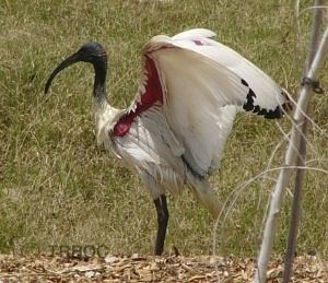 Australian white ibis Australian White Ibis Dry Tropics Wiki