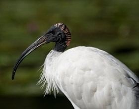 Australian white ibis birdlifeorgauimagessizedimagesuploadsbirdp