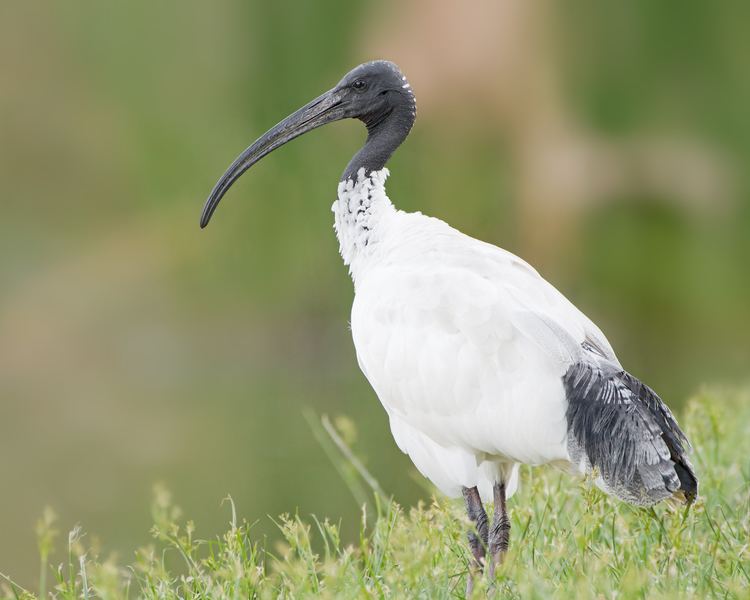 Australian white ibis Australian white ibis Wikipedia