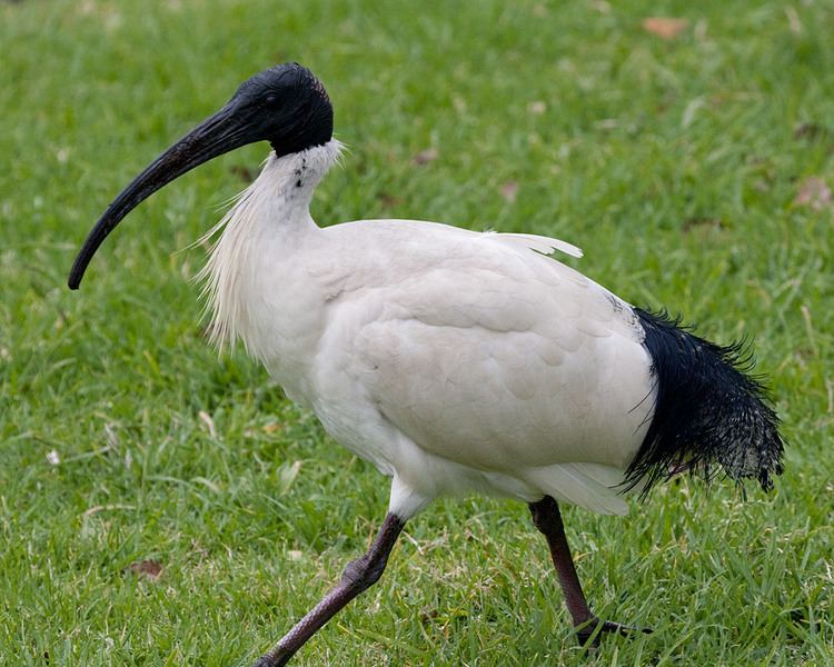 Australian white ibis Australian White Ibis