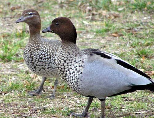 Australian wood duck Alchetron, The Free Social Encyclopedia