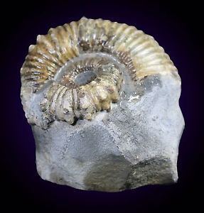 Australiceras 282 INS Australiceras Jackii Fossil Ammonite WALSH RIVER QUEENSLAND