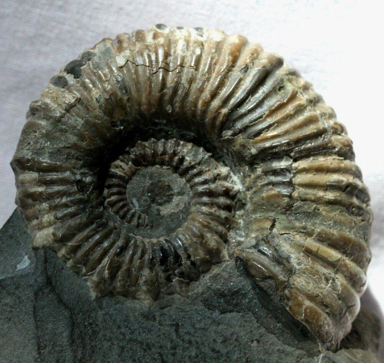 Australiceras Australiceras Ammonite