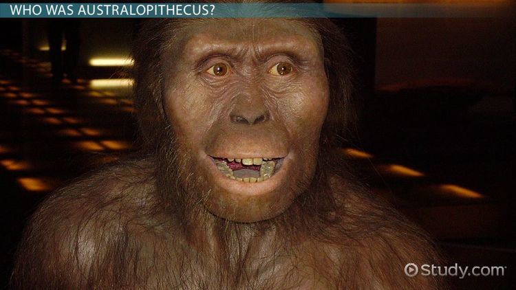 Australopithecus Australopithecus Definition Characteristics amp Evolution Video