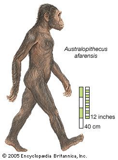 Australopithecus Australopithecus paleontology Britannicacom