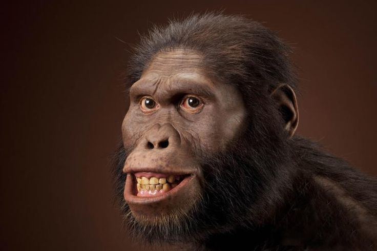 Australopithecus Australopithecus played a significant part in human evolution the