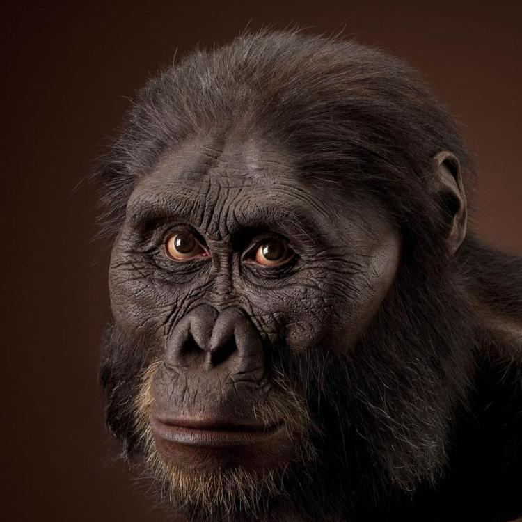 Australopithecus humanoriginssiedusitesdefaultfilesstylesful