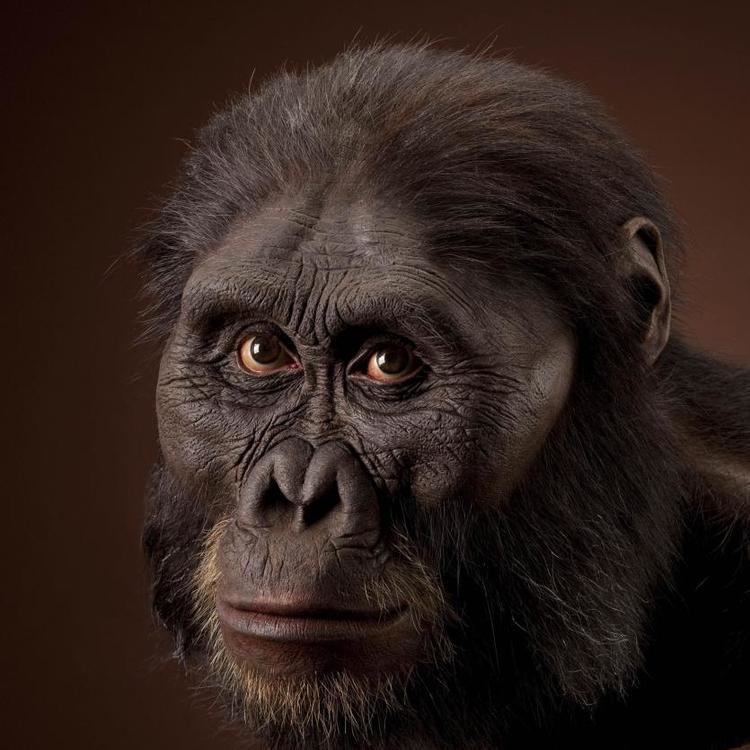 australopithecus-robustus-liberal-dictionary