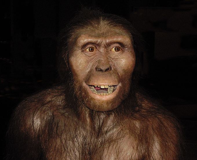 Australopithecus afarensis Australopithecus afarensis