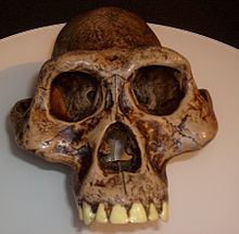 Australopithecus afarensis httpsuploadwikimediaorgwikipediacommonsthu