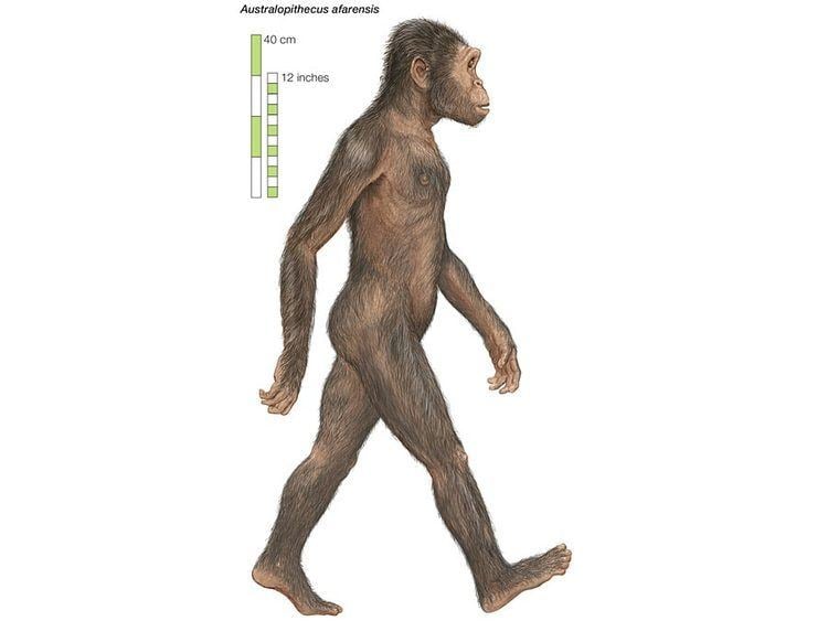 Australopithecus afarensis Australopithecus afarensis paleontology Britannicacom