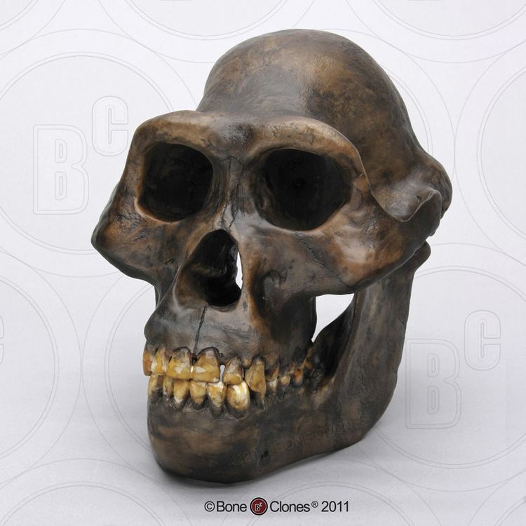 Australopithecus afarensis Australopithecus afarensis Skull Bone Clones Inc Osteological