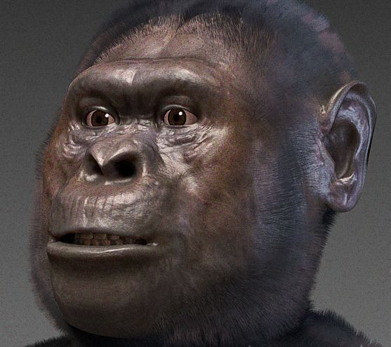 Australopithecus Afarensis Alchetron The Free Social Encyclopedia