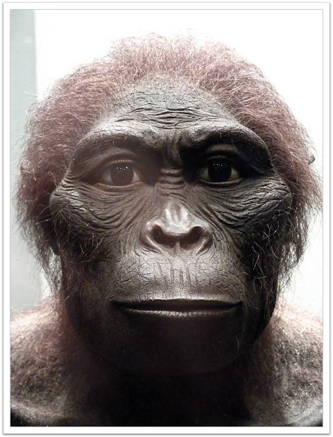 Australopithecus africanus wwwavphcombrjpgaustralopithecusafricanus2jpg