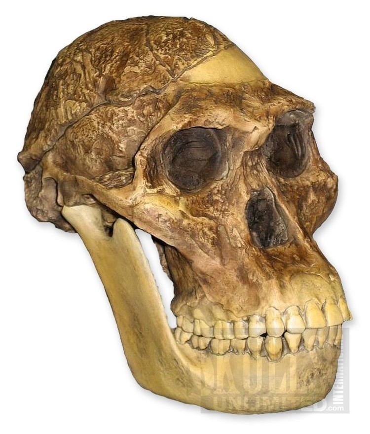 Australopithecus africanus Mrs Ples STS 5 Skull and Jaw Australopithecus africanus WBH007