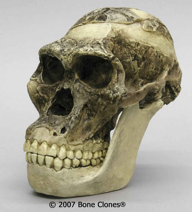 Australopithecus africanus La biocronologa estimacin de la edad biolgica de la especie