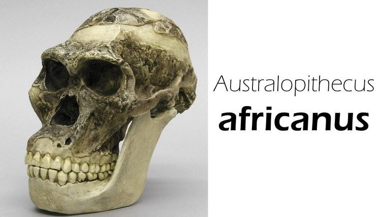 Australopithecus africanus Australopithecus africanus YouTube