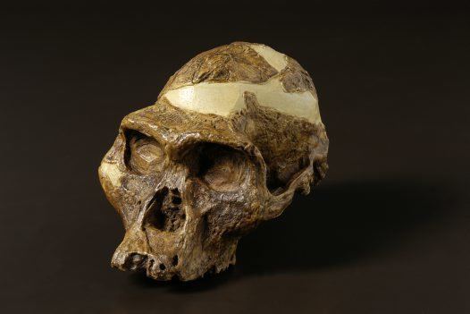 Australopithecus africanus Australopithecus africanus Australian Museum