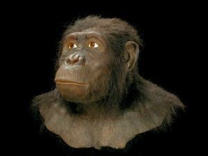 Australopithecus anamensis Australopithecus anamensis Google zoeken History 06 42