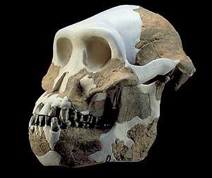 Australopithecus anamensis Australopithecus anamensis Atlas Virtual da PrHistria