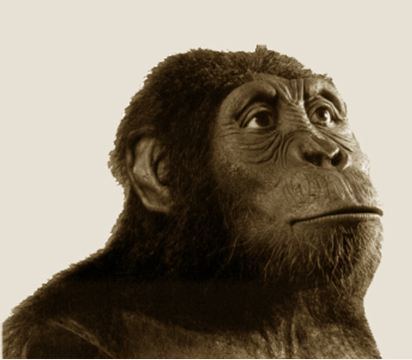 Australopithecus anamensis wwwarcheologhomecommediasimagesspain1jpg