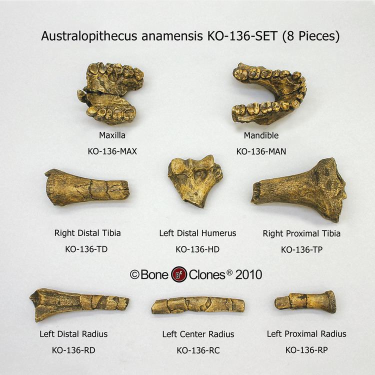 Australopithecus anamensis Australopithecus anamensis Set Bone Clones Inc Osteological