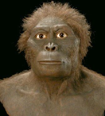 Australopithecus bahrelghazali AUSTRALOPITHECUS BAHRELGHAZALI Es la primera evidencia de fsiles