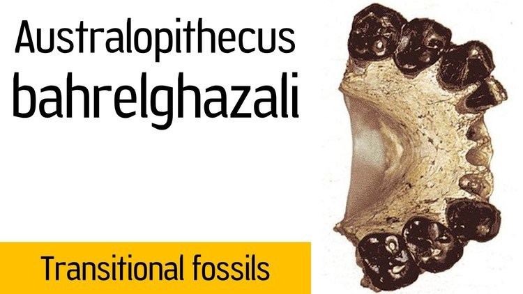 Australopithecus bahrelghazali Australopithecus bahrelghazali YouTube