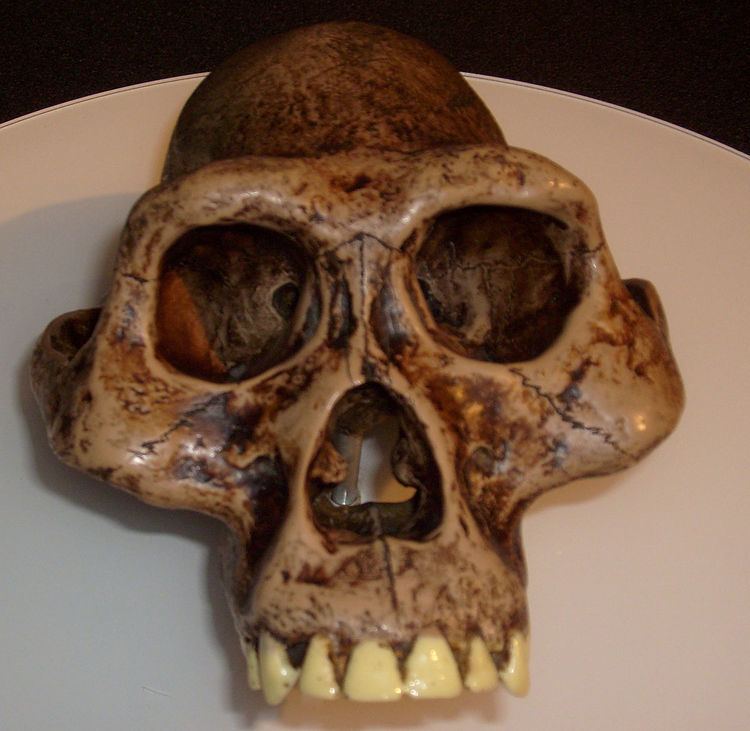 Australopithecus Australopithecus Wikipedia