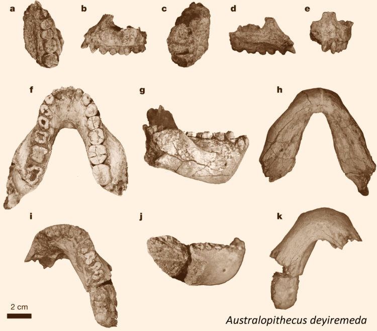 Australopithecus deyiremeda Australopithecus deyiremeda New Hominin Species Discovered in