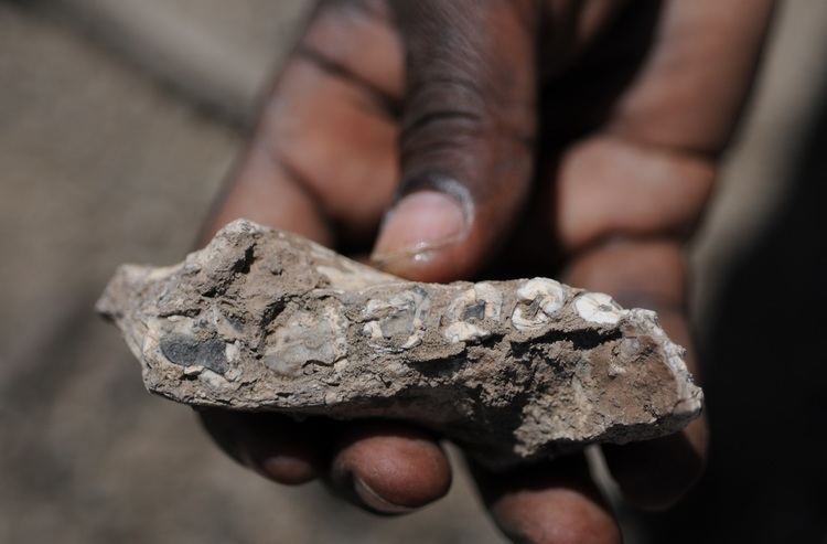 Australopithecus deyiremeda Universitat de Barcelona Discovered a new human ancestor in Ethiopia