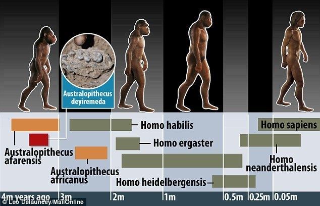 Australopithecus deyiremeda Mysterious fossils reveal new species of early HUMAN Thickjawed