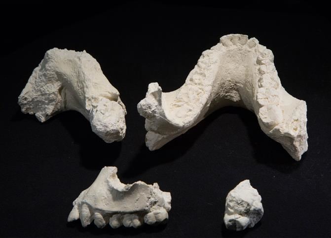 Australopithecus deyiremeda Australopithecus deyiremeda Cleveland Museum of Natural History
