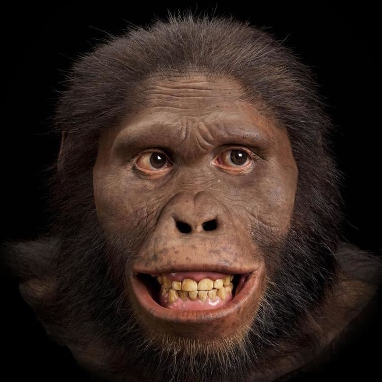 Australopithecus Australopithecus africanus The Smithsonian Institution39s Human