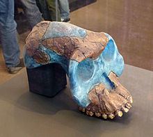 Australopithecus garhi httpsuploadwikimediaorgwikipediacommonsthu